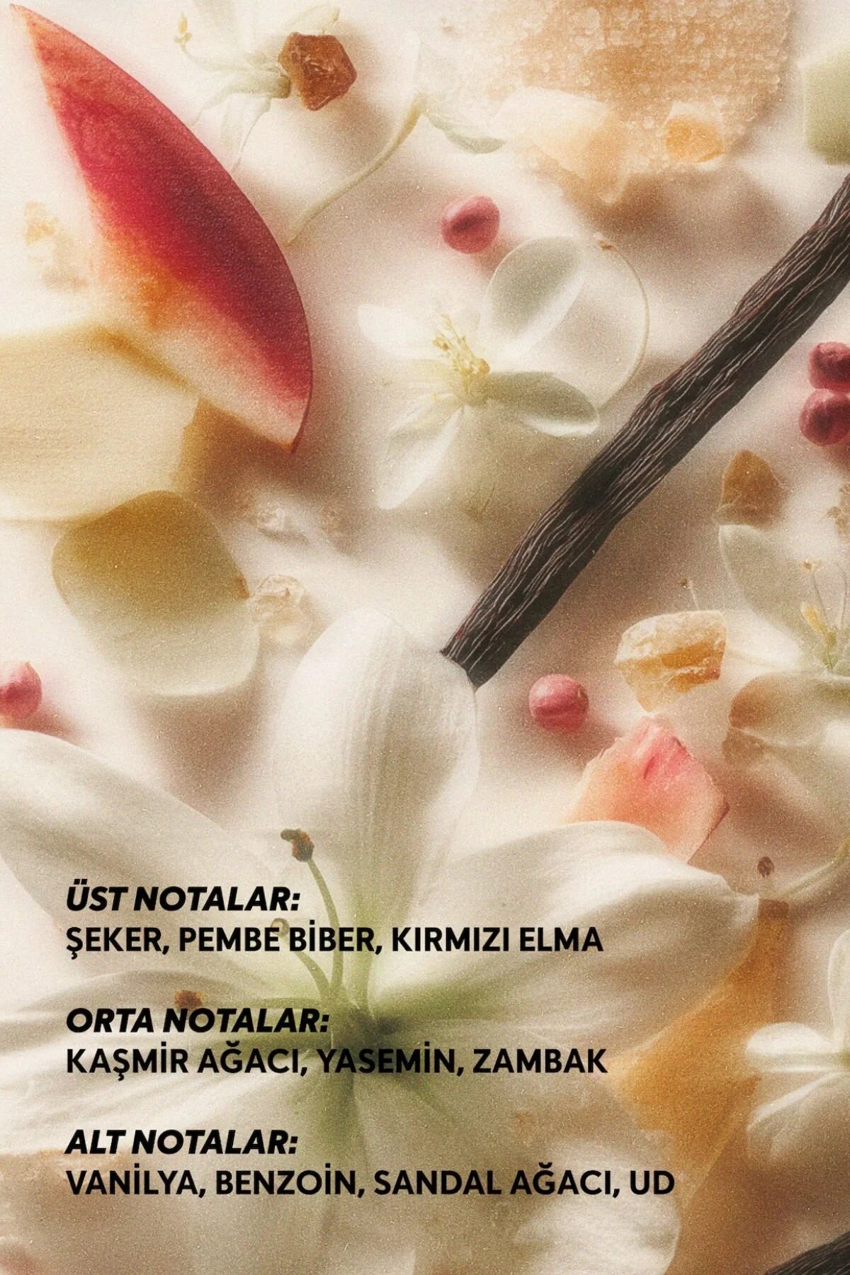 Cream Co. Aura Eau de Parfum 50 ml – Damesparfum met Vanille, Roze Peper, Jasmijn & Sandelhout